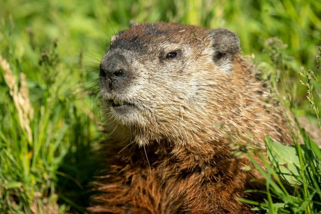 close up of a groundhog in wabasha minnesota