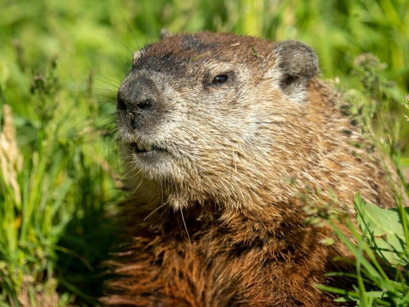 close up of a groundhog in wabasha minnesota